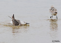 Calidris alpina